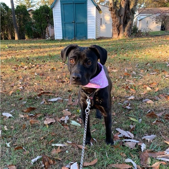 Meet your Posher, Elizabeth - Picture 2 of 3